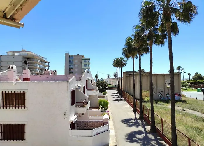 Palmera *